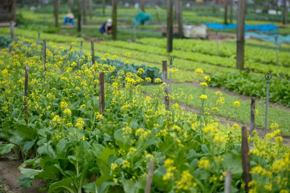 Nắng sớm trên luống rau